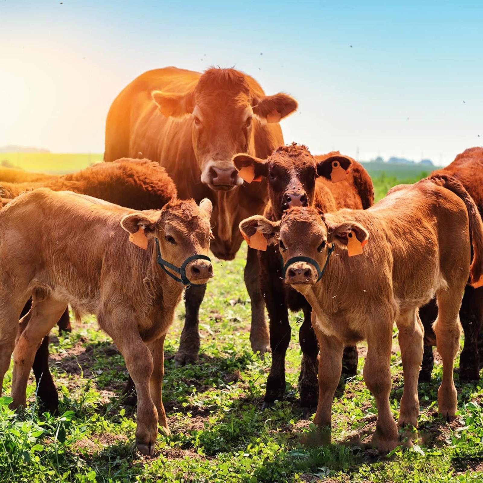 Cattle Halter Cattle Training  – обзор и цена Heavy Equipment Yard