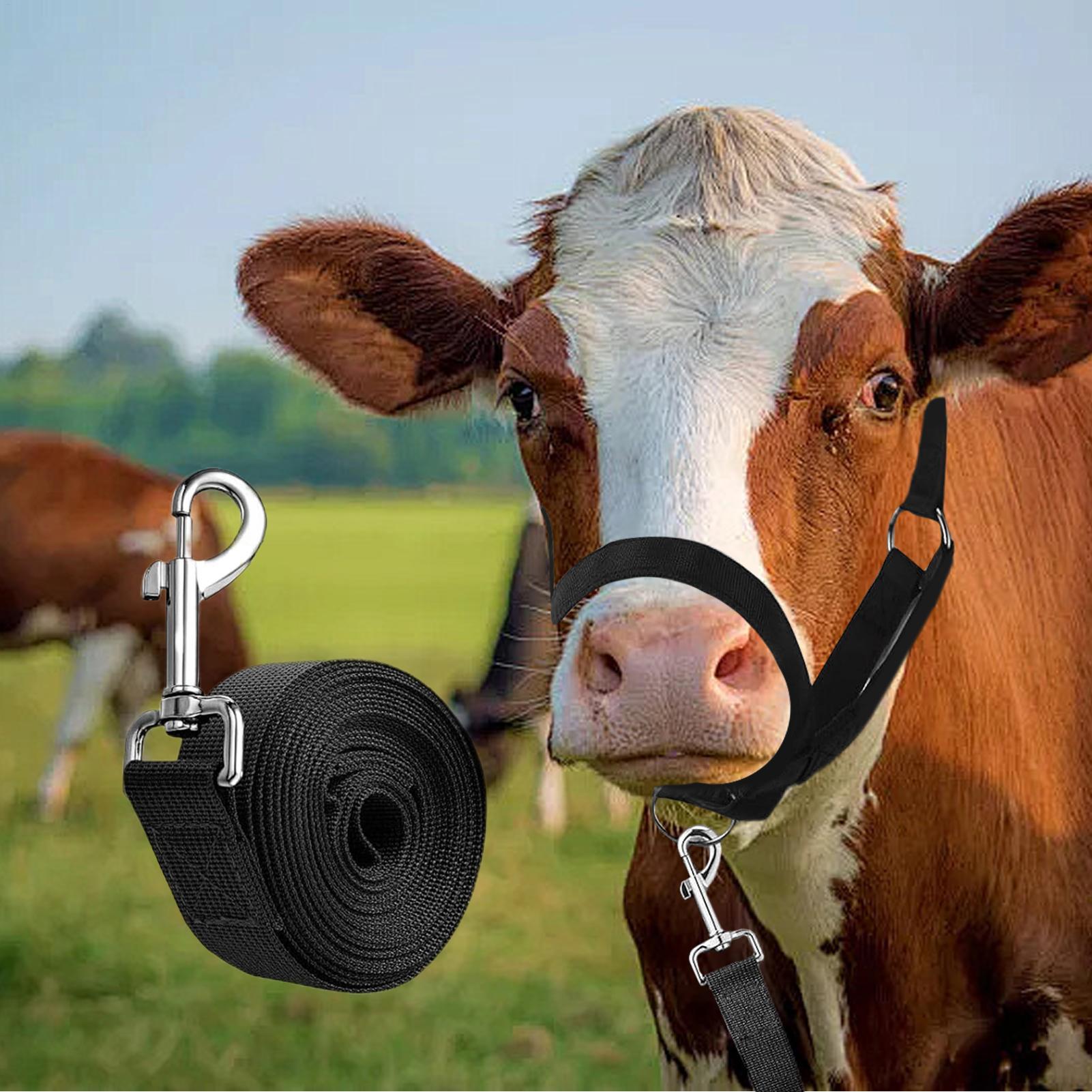 Cattle Halter Cattle Training  – обзор и цена Heavy Equipment Yard