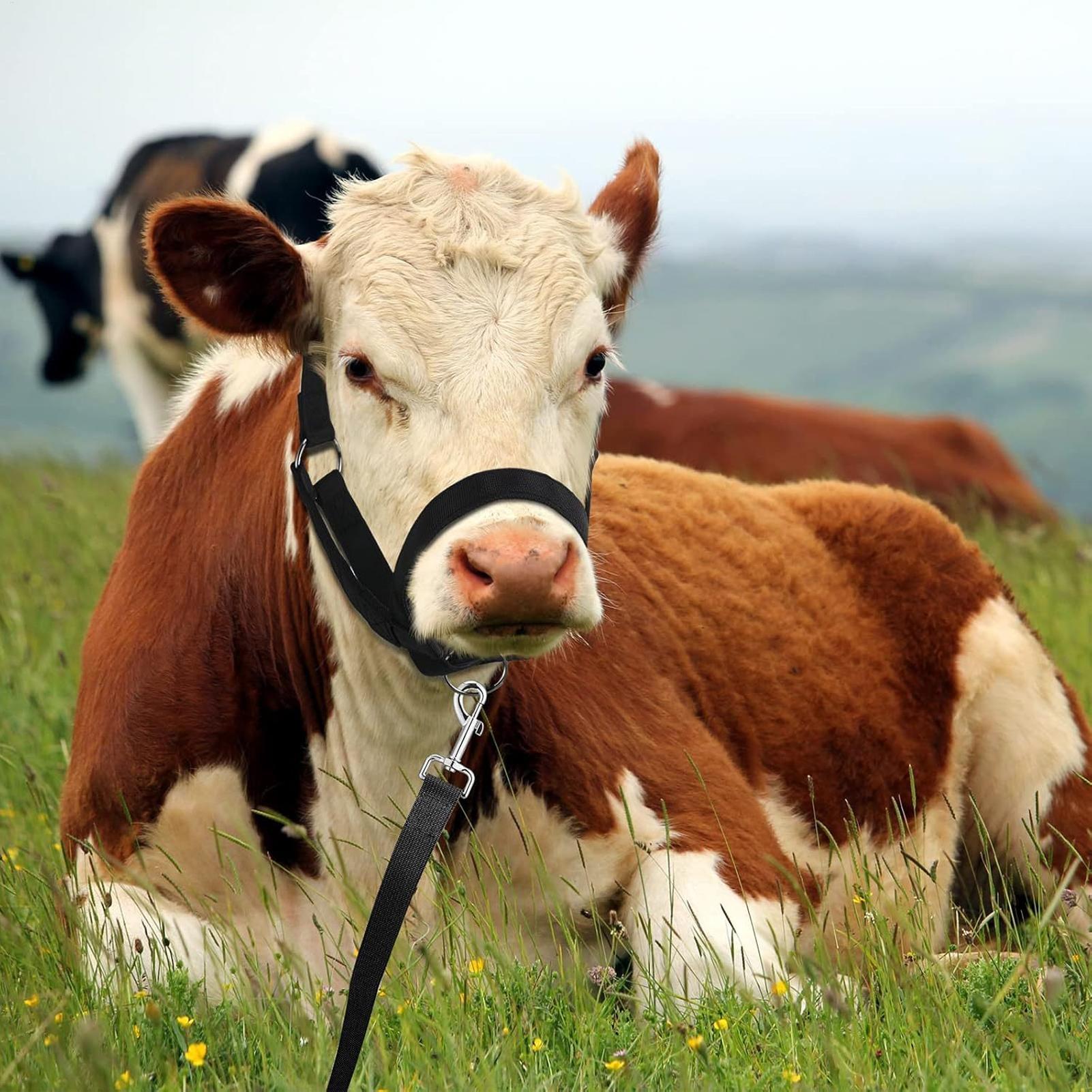 Cattle Halter Cattle Training  – обзор и цена Heavy Equipment Yard